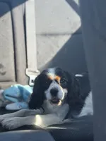 Clover, a female Cavalier King Charles Spaniel for sale in Port Richey, FL – 3 of 6