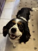 Clover, a female Cavalier King Charles Spaniel for sale in Port Richey, FL – 4 of 6