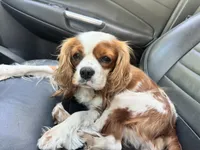 Lily FULL AKC , a female Cavalier King Charles Spaniel for sale in Port Richey, FL – 7 of 9