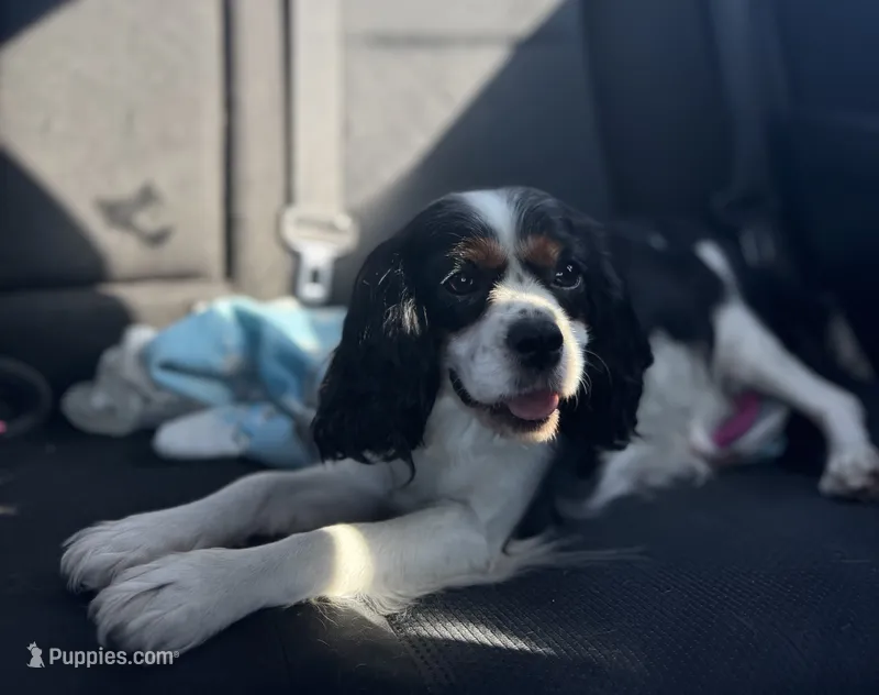 Clover – Cavalier King Charles Spaniel puppy for sale in Port Richey, FL