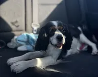 Clover, a female Cavalier King Charles Spaniel for sale in Port Richey, FL – 1 of 6