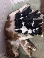 Lily FULL AKC , a female Cavalier King Charles Spaniel for sale in Port Richey, FL – 5 of 9