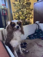 Lily FULL AKC , a female Cavalier King Charles Spaniel for sale in Port Richey, FL – 6 of 9