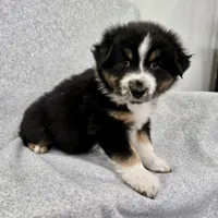 Kodiak, a male Australian Shepherd for sale in Collinston, UT – Photo 9 of 10