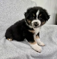 Kodiak, a male Australian Shepherd for sale in Collinston, UT – Photo 9 of 10