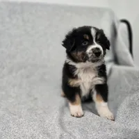 Kodiak, a male Australian Shepherd for sale in Collinston, UT – Photo 8 of 10