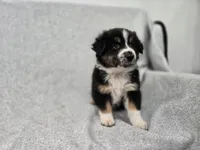 Kodiak, a male Australian Shepherd for sale in Collinston, UT – Photo 8 of 10