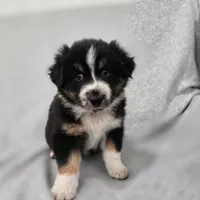 Kodiak, a male Australian Shepherd for sale in Collinston, UT – Photo 5 of 10