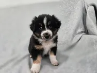 Kodiak, a male Australian Shepherd for sale in Collinston, UT – Photo 5 of 10