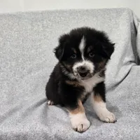 Kodiak, a male Australian Shepherd for sale in Collinston, UT – Photo 10 of 10