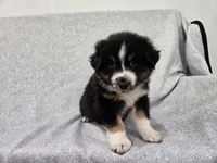 Kodiak, a male Australian Shepherd for sale in Collinston, UT – Photo 10 of 10