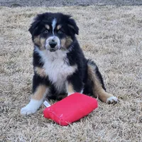 Kodiak, a male Australian Shepherd for sale in Collinston, UT – Photo 2 of 10