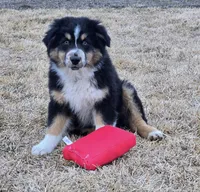 Kodiak, a male Australian Shepherd for sale in Collinston, UT – Photo 2 of 10