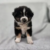 Kodiak, a male Australian Shepherd for sale in Collinston, UT – Photo 6 of 10