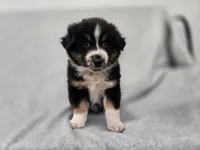 Kodiak, a male Australian Shepherd for sale in Collinston, UT – Photo 6 of 10