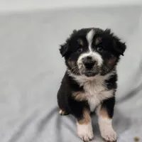 Kodiak, a male Australian Shepherd for sale in Collinston, UT – Photo 7 of 10