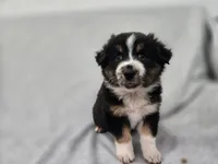 Kodiak, a male Australian Shepherd for sale in Collinston, UT – Photo 7 of 10