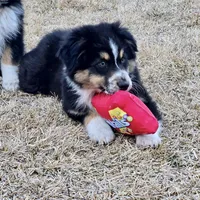 Kodiak, a male Australian Shepherd for sale in Collinston, UT – Photo 3 of 10