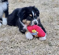 Kodiak, a male Australian Shepherd for sale in Collinston, UT – Photo 3 of 10