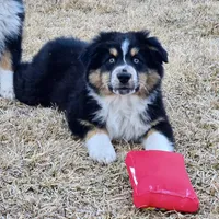 Kodiak, a male Australian Shepherd for sale in Collinston, UT – Photo 1 of 10