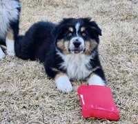 Kodiak, a male Australian Shepherd for sale in Collinston, UT – Photo 1 of 10
