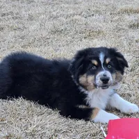 Kodiak, a male Australian Shepherd for sale in Collinston, UT – Photo 4 of 10