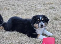 Kodiak, a male Australian Shepherd for sale in Collinston, UT – Photo 4 of 10