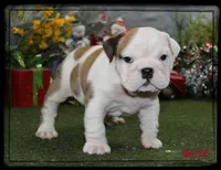 BLITZ-GCH SIRED, a male English Bulldog for sale in Marietta, OK – Photo 1 of 9
