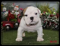 BLITZ-GCH SIRED, a male English Bulldog for sale in Marietta, OK – Photo 4 of 9