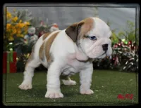 BLITZ-GCH SIRED, a male English Bulldog for sale in Marietta, OK – Photo 2 of 9
