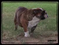 BLITZ-GCH SIRED, a male English Bulldog for sale in Marietta, OK – Photo 9 of 9