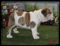 BLITZ-GCH SIRED, a male English Bulldog for sale in Marietta, OK – Photo 6 of 9