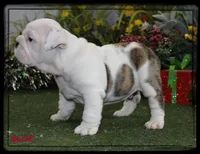 BLITZ-GCH SIRED, a male English Bulldog for sale in Marietta, OK – Photo 5 of 9