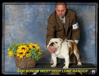 BLITZ-GCH SIRED, a male English Bulldog for sale in Marietta, OK – Photo 8 of 9