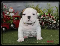 BLITZ-GCH SIRED, a male English Bulldog for sale in Marietta, OK – Photo 3 of 9