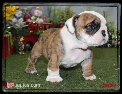DASH-GCH SIRED, a male English Bulldog for sale in Marietta, OK – Photo 1 of 10
