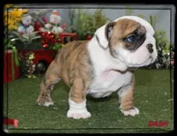 DASH-GCH SIRED, a male English Bulldog for sale in Marietta, OK – Photo 1 of 10