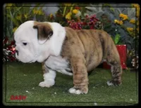 DASH-GCH SIRED, a male English Bulldog for sale in Marietta, OK – Photo 2 of 10