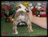 DASH-GCH SIRED, a male English Bulldog for sale in Marietta, OK – Photo 8 of 10