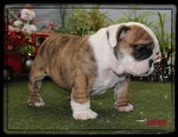 DASH-GCH SIRED, a male English Bulldog for sale in Marietta, OK – Photo 5 of 10