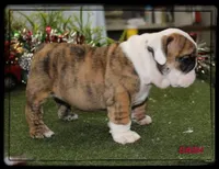 DASH-GCH SIRED, a male English Bulldog for sale in Marietta, OK – Photo 4 of 10