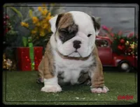 DASH-GCH SIRED, a male English Bulldog for sale in Marietta, OK – Photo 7 of 10