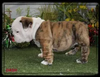 DASH-GCH SIRED, a male English Bulldog for sale in Marietta, OK – Photo 3 of 10