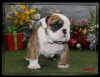 DASH-GCH SIRED, a male English Bulldog for sale in Marietta, OK – Photo 6 of 10
