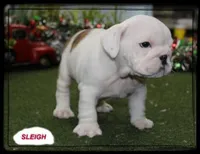 SLEIGH GCH SIRED, a male English Bulldog for sale in Marietta, OK – Photo 2 of 9