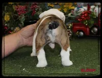 SLEIGH GCH SIRED, a male English Bulldog for sale in Marietta, OK – Photo 7 of 9