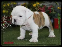 SLEIGH GCH SIRED, a male English Bulldog for sale in Marietta, OK – Photo 6 of 9