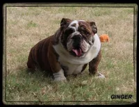 SLEIGH GCH SIRED, a male English Bulldog for sale in Marietta, OK – Photo 9 of 9
