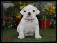 SLEIGH GCH SIRED, a male English Bulldog for sale in Marietta, OK – Photo 5 of 9