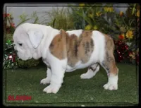SLEIGH GCH SIRED, a male English Bulldog for sale in Marietta, OK – Photo 1 of 9